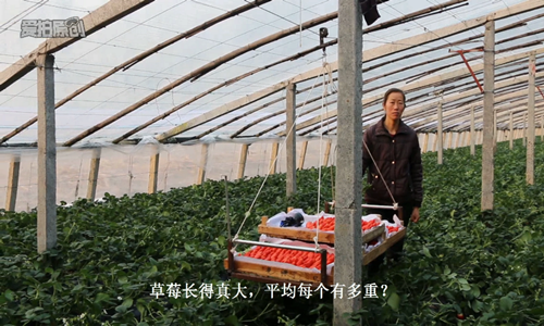 青島風全溫室配套有限公司